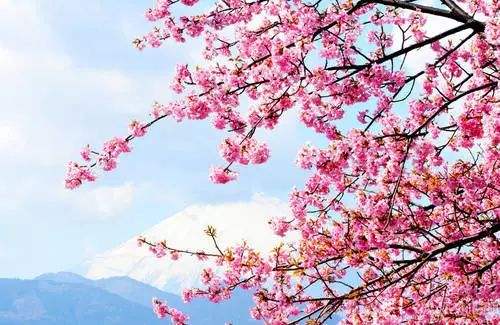 日本民歌《樱花》的歌词