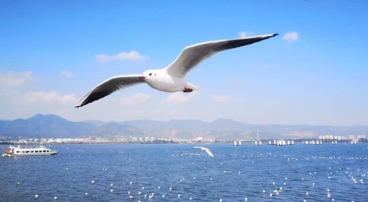 海鸥的习性是什么