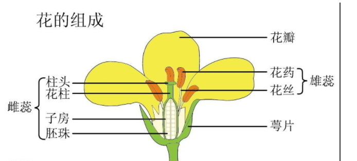 油菜花结构示意图