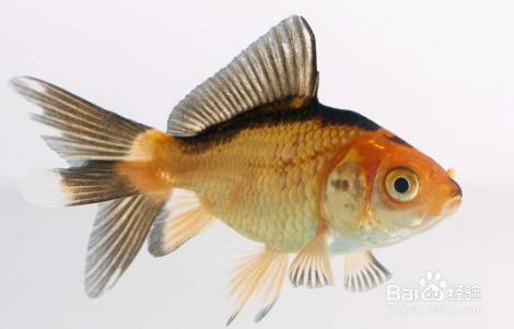 如何饲养新近购买的金鱼