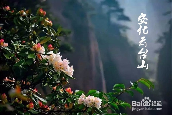 安化云台山风景区的花海盛景