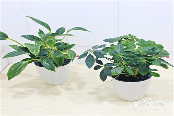 金钻的养殖方法和注意事项有什么？