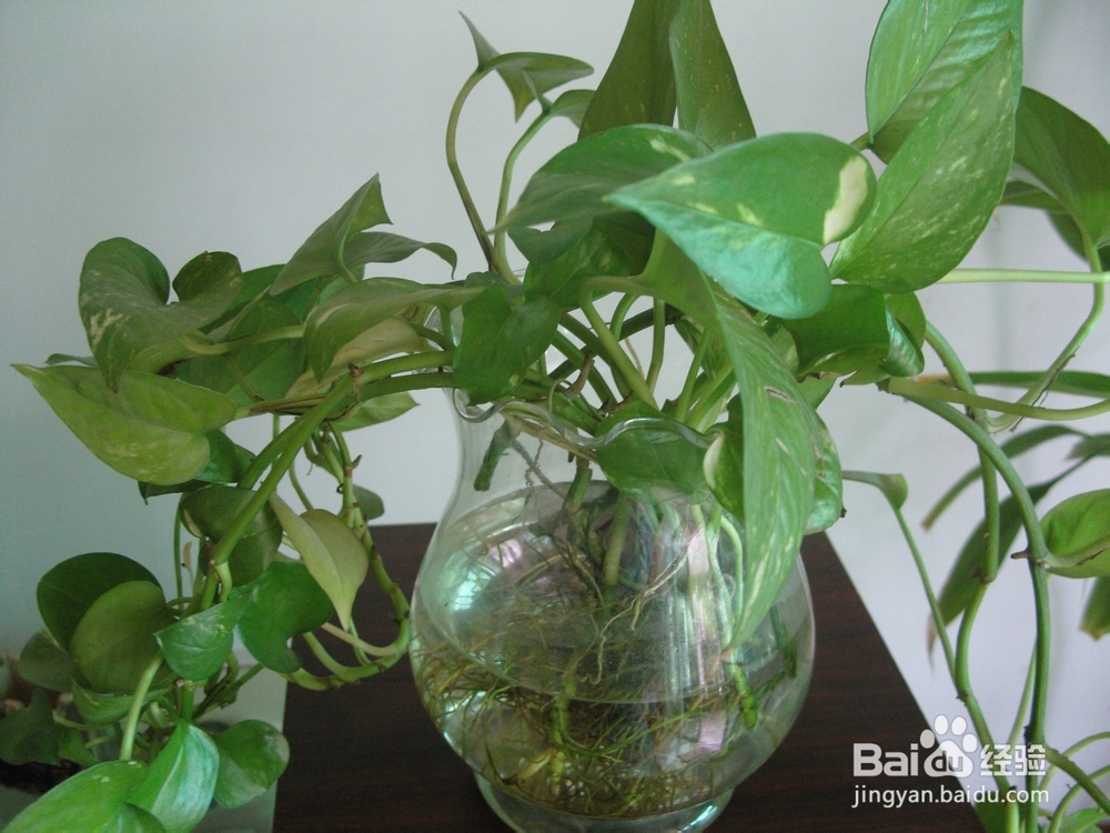 如何养绿萝才会长势旺盛