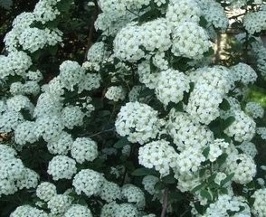 怎样让麻叶绣球按照人们需要开花?