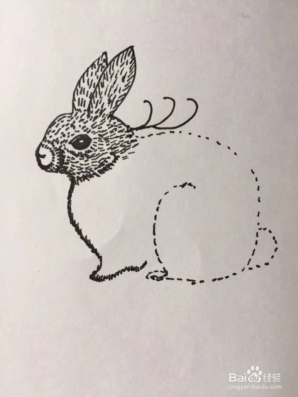 茉莉手绘之兔子