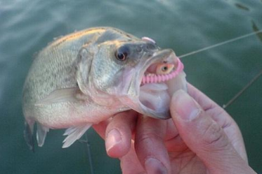 钓鱼必备知识《抛竿篇》