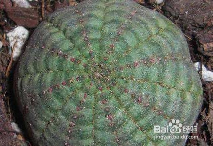 大戟科布纹球的养殖方法
