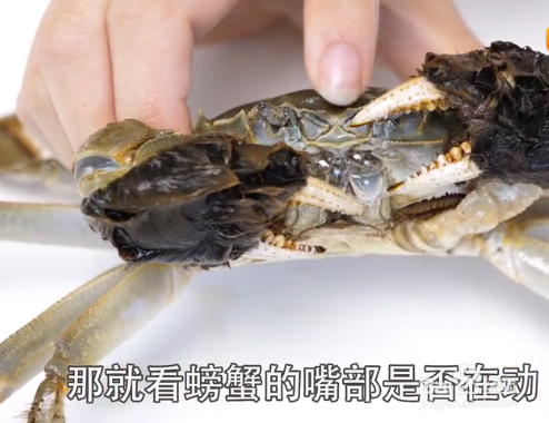 如何挑选大闸蟹才是最新鲜的？