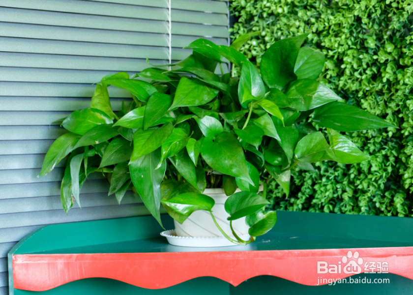 冬天绿萝叶子为何会发黄