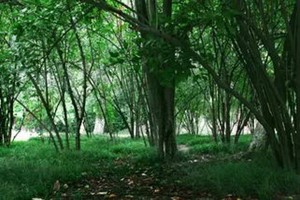 多蚊季节来了，如何驱蚊？