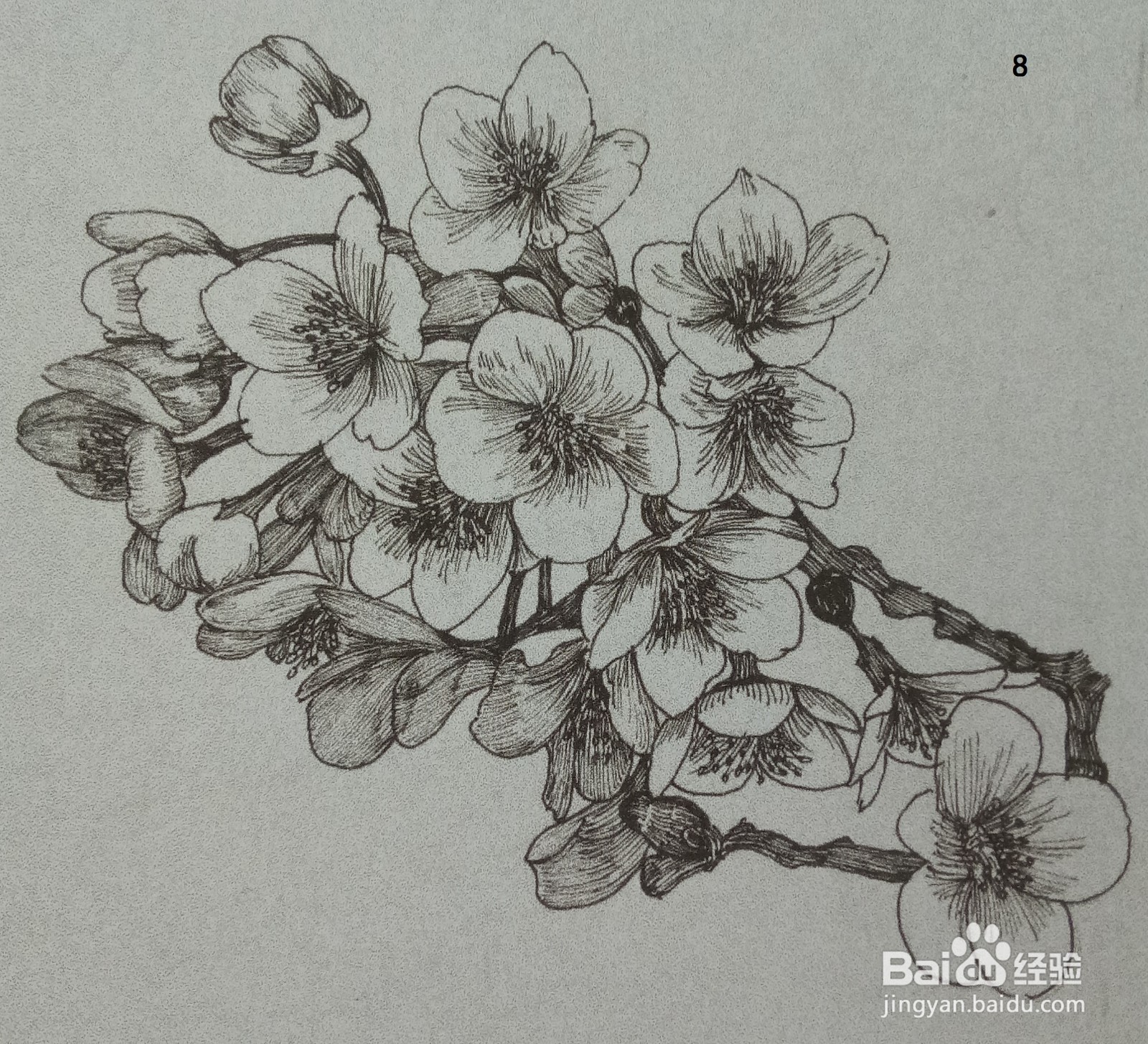 用钢笔绘制一簇桃花的画法