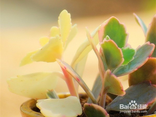 如何养好多肉植物玉吊钟