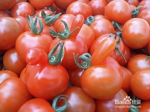详解冬天有机西红柿的种植方法