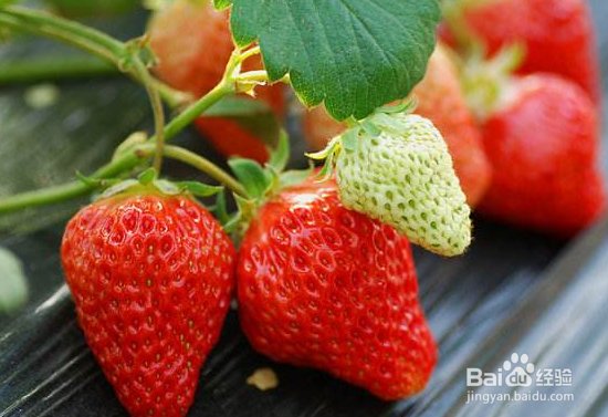 <b>吃草莓可以减肥？专家告诉你答案</b>