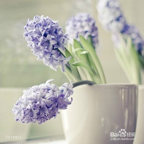 送男性朋友什么花好？