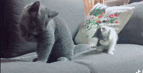 猫咪的嘴很臭，猫咪口臭是什么原因引起的