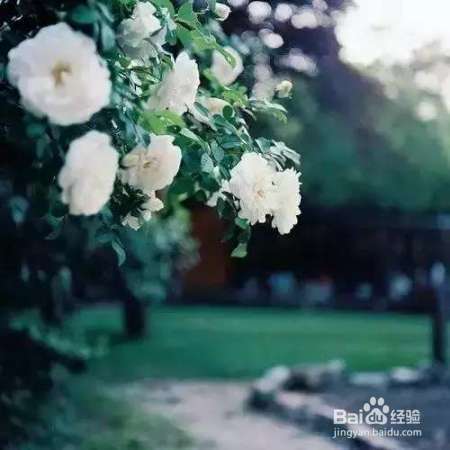 职场：宁愿装傻, 切莫聪明