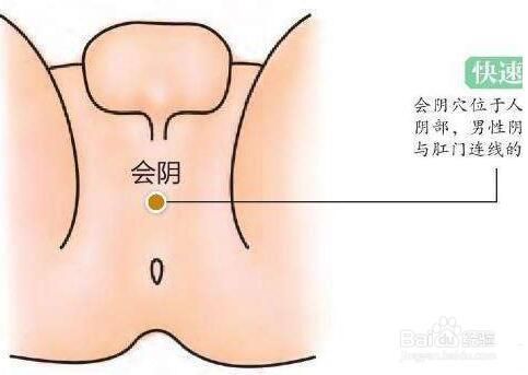 会阴穴位位置图和作用 百度经验