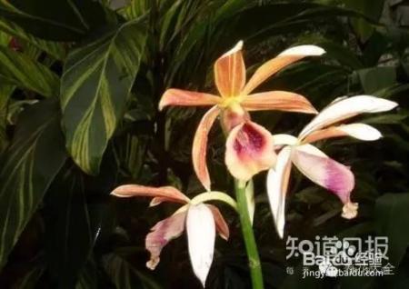 100种兰花品种图鉴，花开瞬间，艳冠群芳！