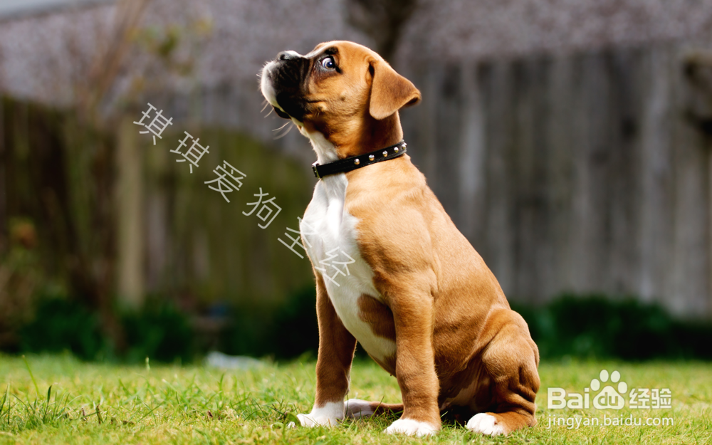 训练狗狗拒食的正确方法