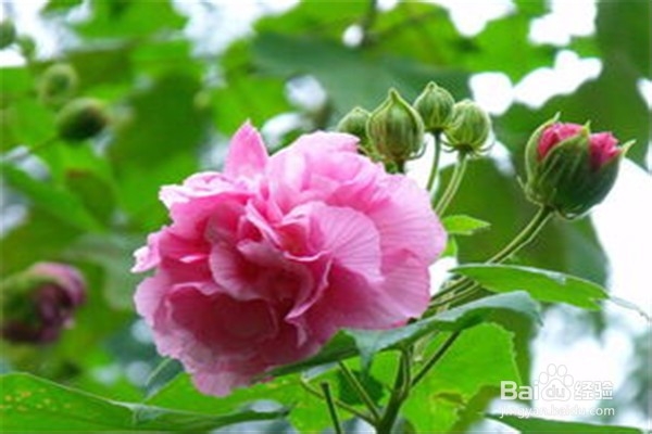 木芙蓉应该怎么养