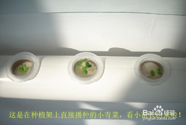 阳台做个迷你菜园 方法二