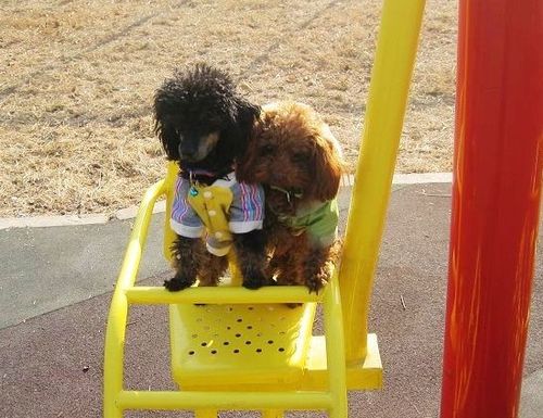 贵宾幼犬选购与饲养的三大误区