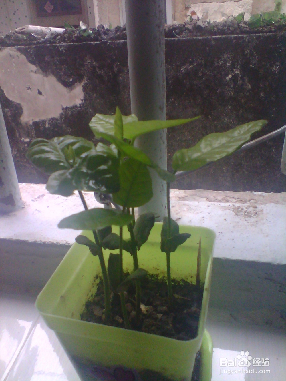 简单种植黄皮果盆栽