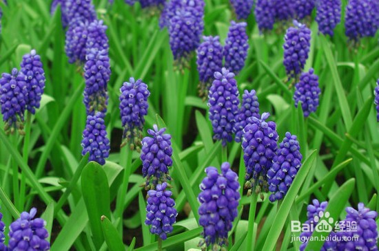 风信子根部发霉了怎么办