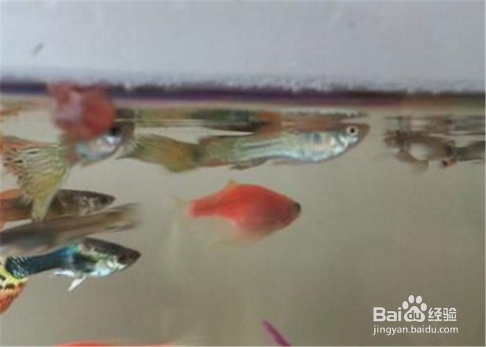 新买来的孔雀鱼怎么养