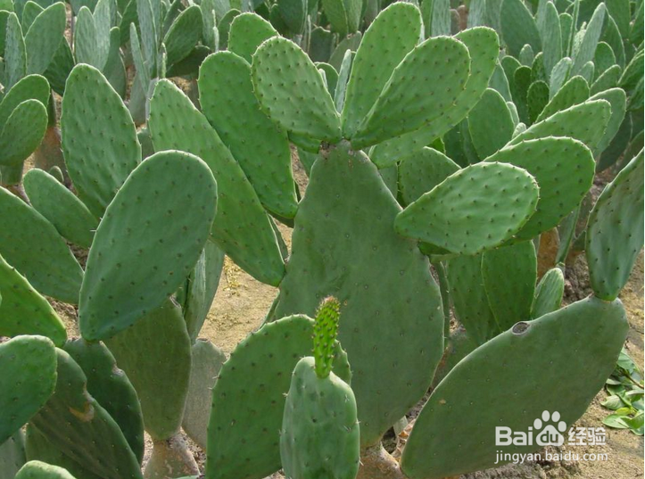 哪些花可以做来吃？