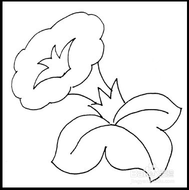 怎样画简笔画（花卉）：[7]牵牛花