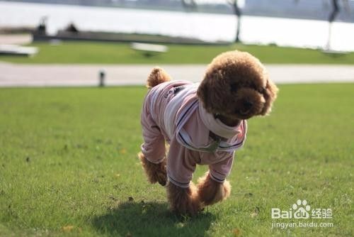 泰迪犬怎么训练 如何训练泰迪幼犬