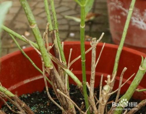 无尽夏绣球花的养殖方法和注意事项 百度经验