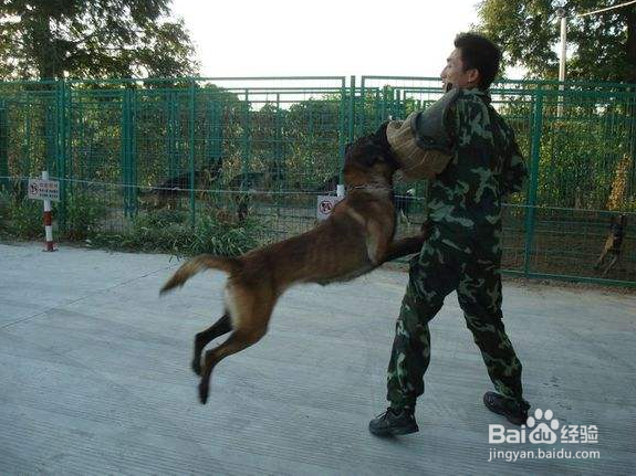 训犬师的工资是多少