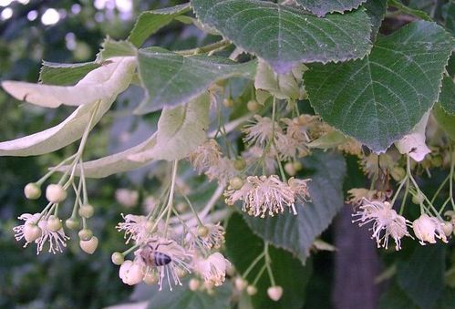 野外被困能够救命的几种植物