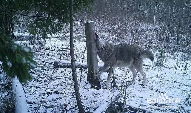 狼群是如何交流的