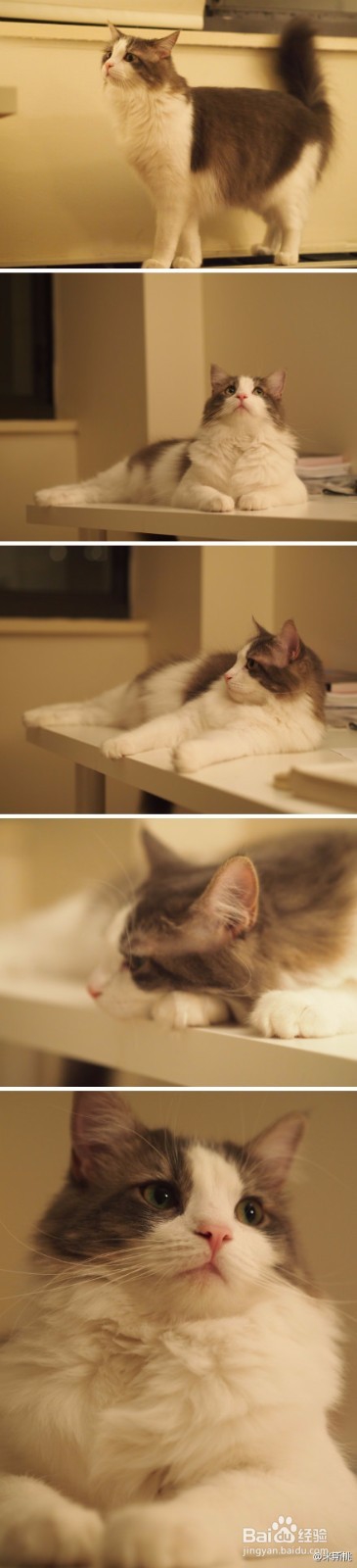 如何分辨缅因猫和西伯利亚森林猫