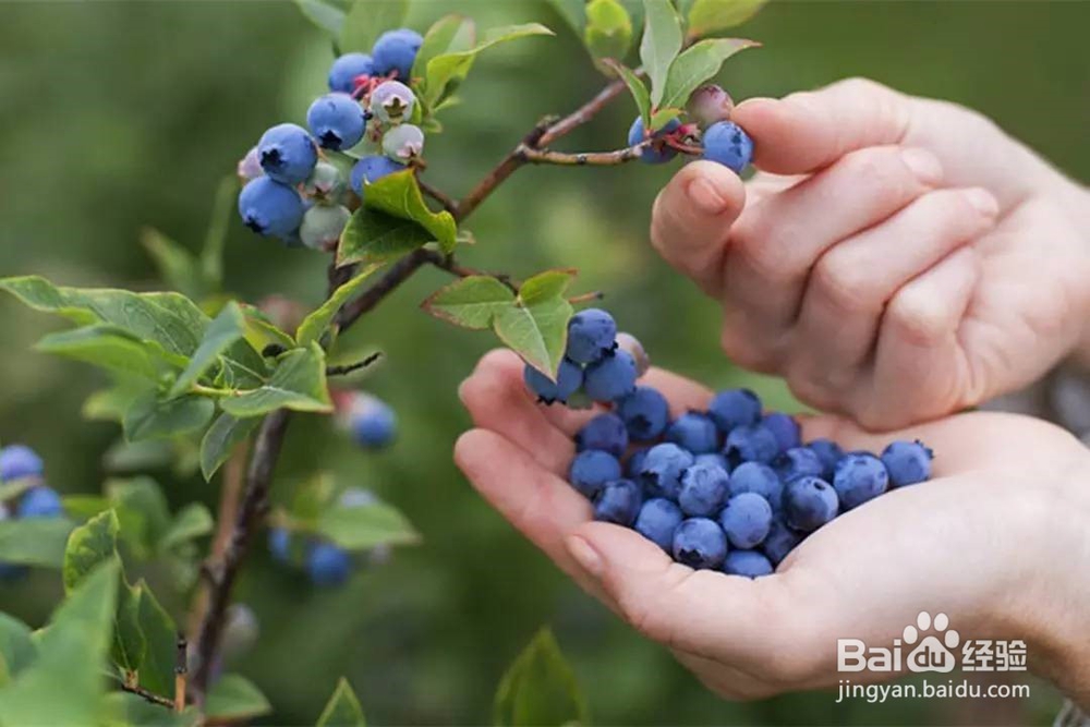 怎样挑选好吃的蓝莓?