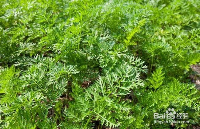 胡萝卜怎么种植长得好
