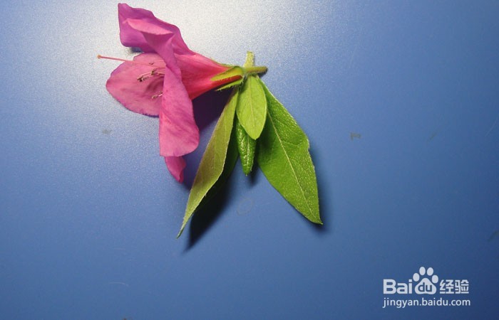 植物艺术画拼装漂亮的深林公主