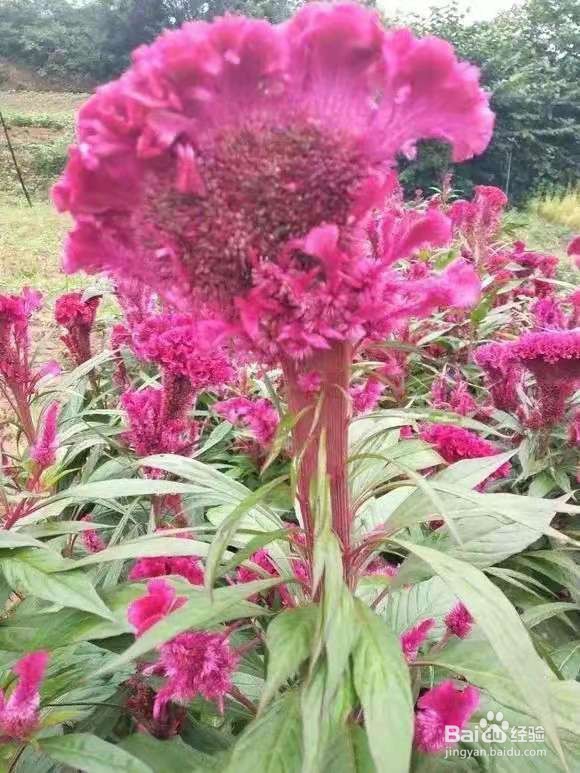 6种花家家必养，小病小痛用得上，药费都省了