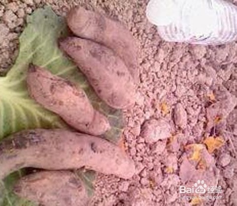 如何利用微波炉做烤番薯