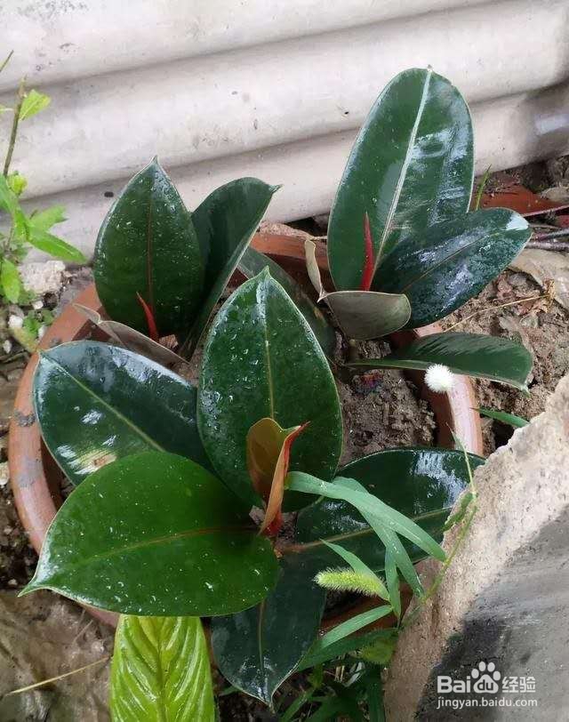 橡皮树叶子插土里,结果却让人失望!