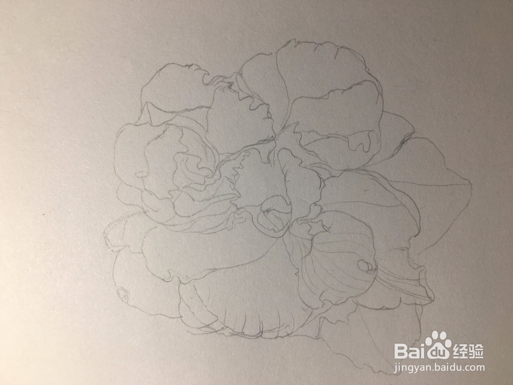 月季花的画法 月季简笔画 三朵月季的线描画教程