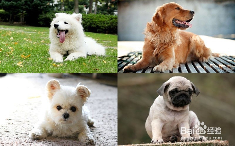 如何简单快速的将几张图片合成一张图片