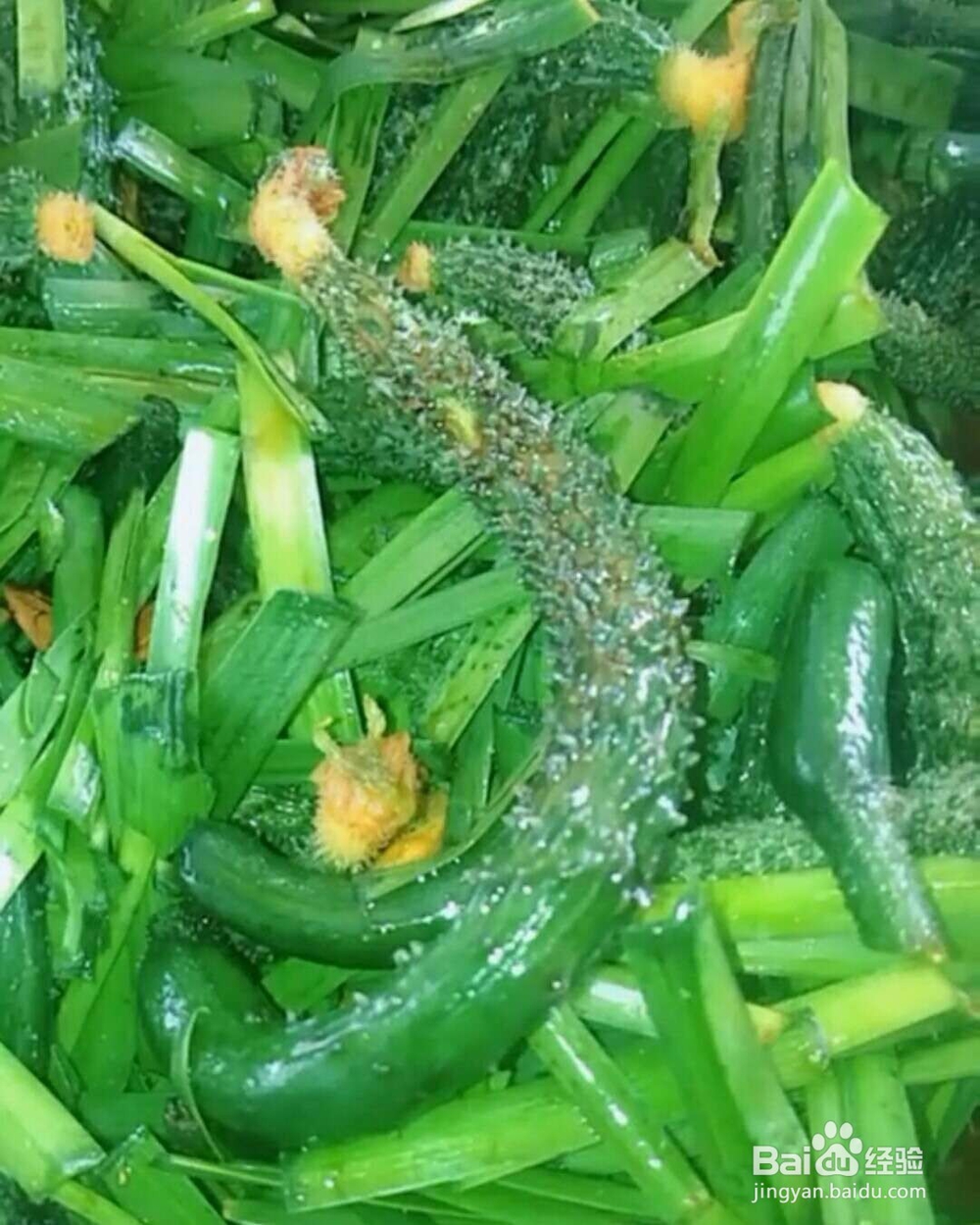 韭菜小黄瓜腌菜