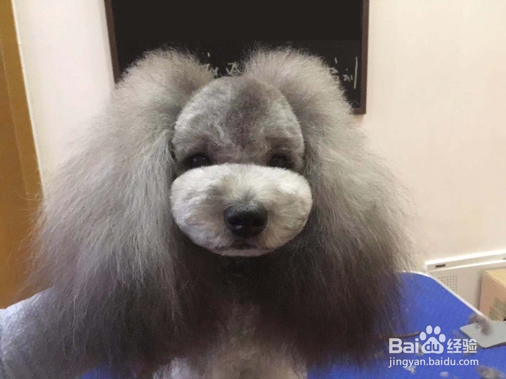 宠物美容教程,宠物美容师培训教程