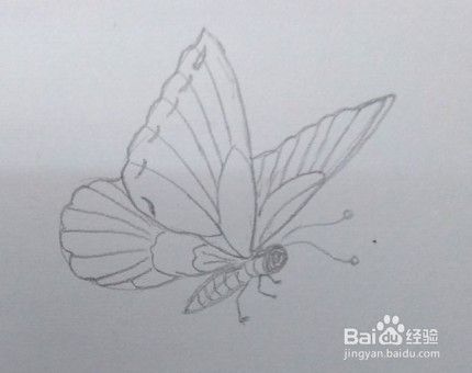 蝴蝶画法教程（7）蝴蝶怎么画，如何画蝴蝶？