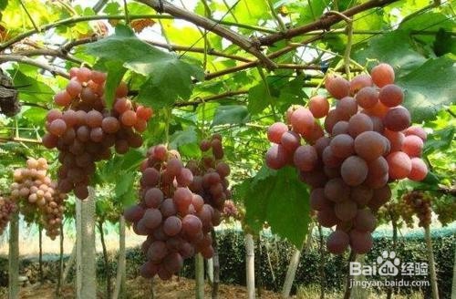 <b>如何控制葡萄留果量</b>